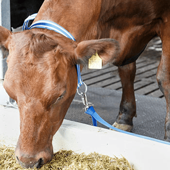Obroża dla krów XL z karabińczykiem - 87289002 - DeLaval 1